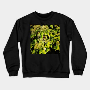 butterfly on green wall Crewneck Sweatshirt